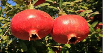 برنامه تغذیه درختان انار